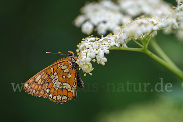 Eschen-Scheckenfalter (Euphydryas maturna)