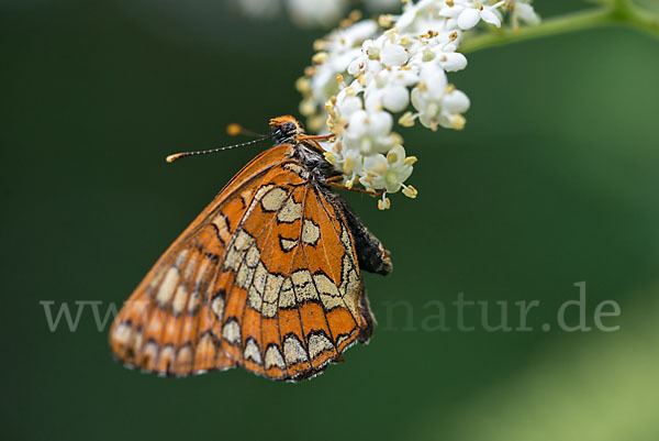 Eschen-Scheckenfalter (Euphydryas maturna)