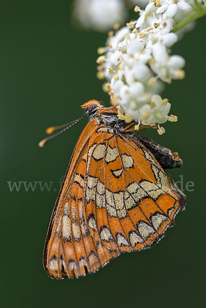 Eschen-Scheckenfalter (Euphydryas maturna)