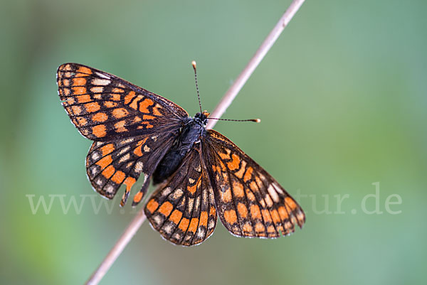 Eschen-Scheckenfalter (Euphydryas maturna)