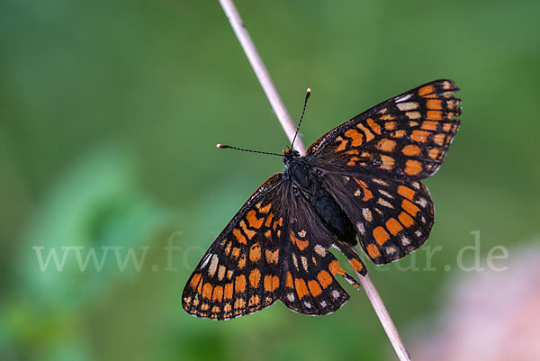 Eschen-Scheckenfalter (Euphydryas maturna)