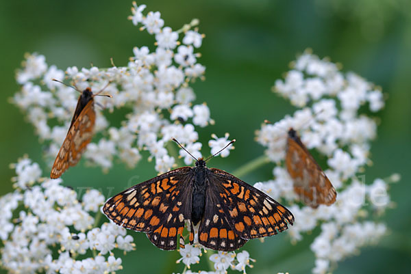 Eschen-Scheckenfalter (Euphydryas maturna)