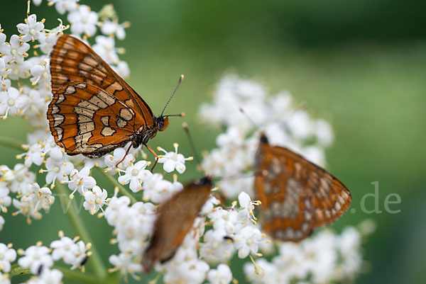 Eschen-Scheckenfalter (Euphydryas maturna)