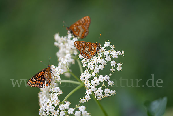 Eschen-Scheckenfalter (Euphydryas maturna)