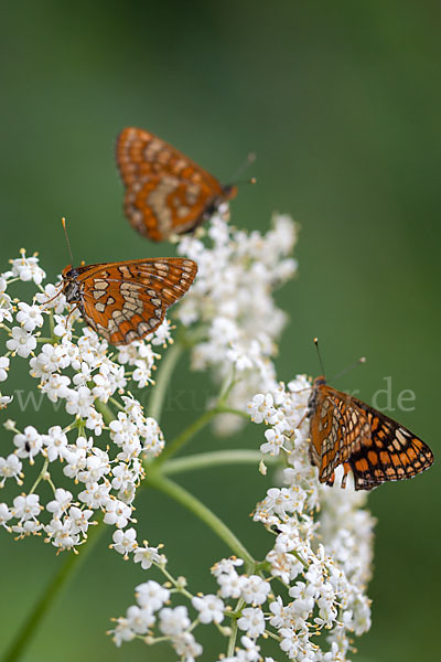 Eschen-Scheckenfalter (Euphydryas maturna)