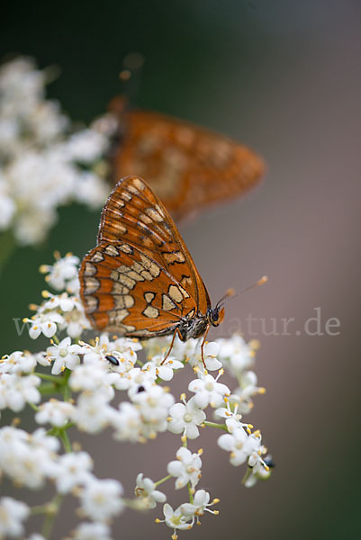 Eschen-Scheckenfalter (Euphydryas maturna)