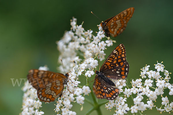 Eschen-Scheckenfalter (Euphydryas maturna)