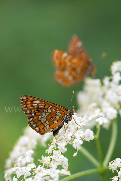 Eschen-Scheckenfalter (Euphydryas maturna)