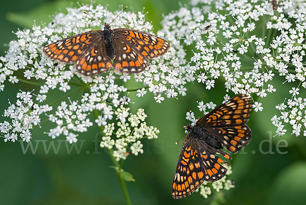 Eschen-Scheckenfalter (Euphydryas maturna)