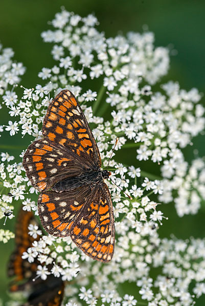 Eschen-Scheckenfalter (Euphydryas maturna)