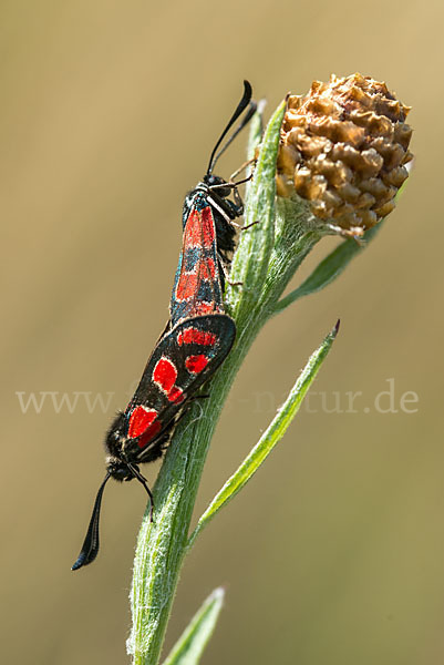 Esparsettenwidderchen (Zygaena carniolica)