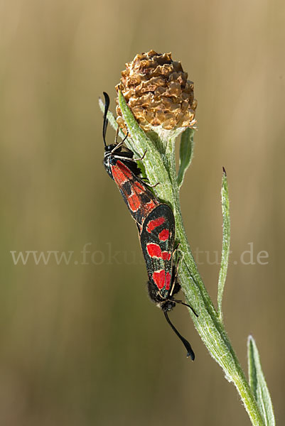 Esparsettenwidderchen (Zygaena carniolica)