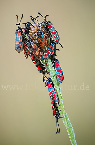 Esparsettenwidderchen (Zygaena carniolica)