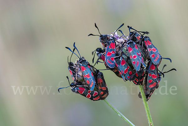 Esparsettenwidderchen (Zygaena carniolica)