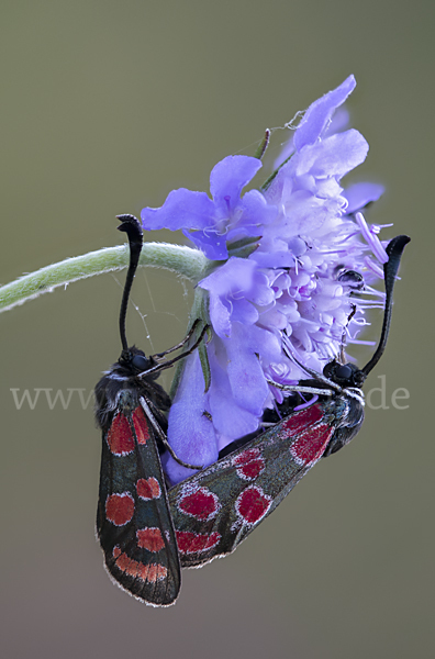 Esparsettenwidderchen (Zygaena carniolica)