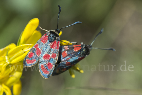 Esparsettenwidderchen (Zygaena carniolica)