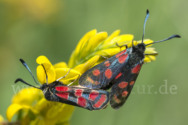 Esparsettenwidderchen (Zygaena carniolica)