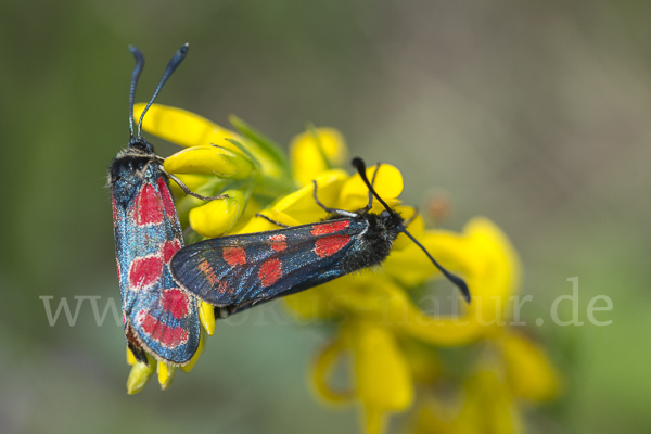 Esparsettenwidderchen (Zygaena carniolica)