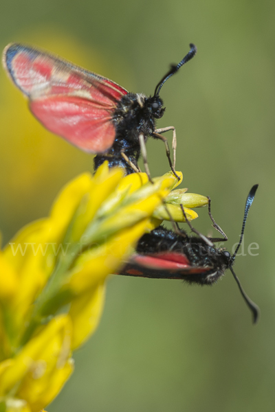 Esparsettenwidderchen (Zygaena carniolica)