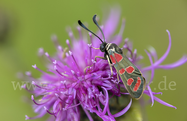 Esparsettenwidderchen (Zygaena carniolica)