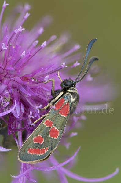 Esparsettenwidderchen (Zygaena carniolica)