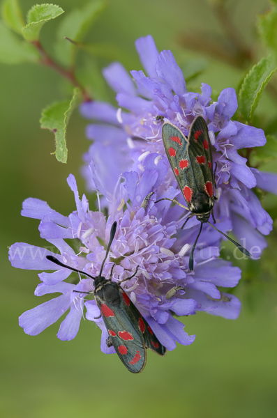 Esparsettenwidderchen (Zygaena carniolica)