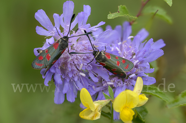 Esparsettenwidderchen (Zygaena carniolica)