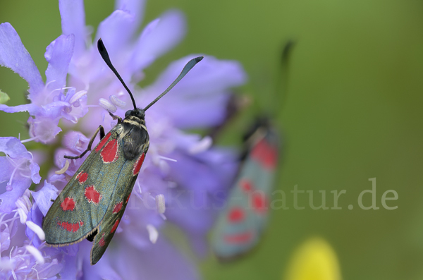 Esparsettenwidderchen (Zygaena carniolica)