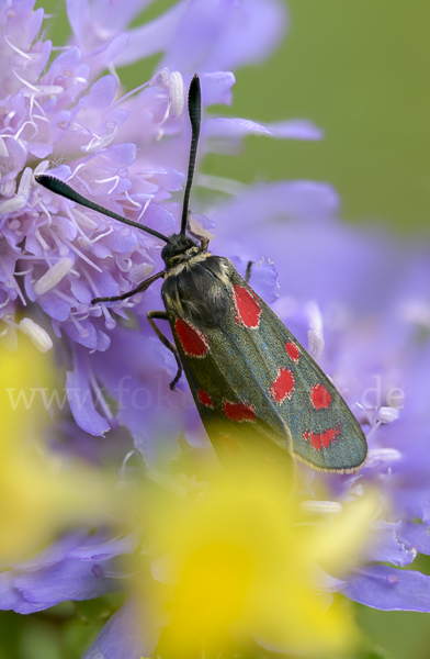 Esparsettenwidderchen (Zygaena carniolica)