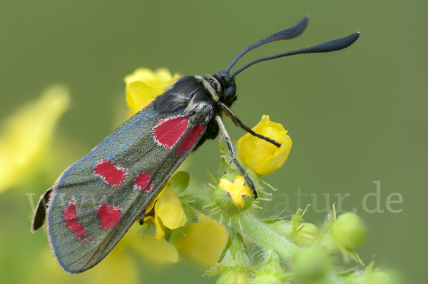 Esparsettenwidderchen (Zygaena carniolica)