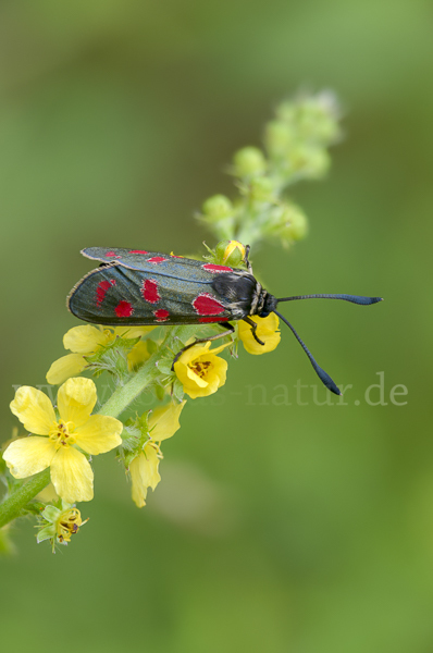 Esparsettenwidderchen (Zygaena carniolica)