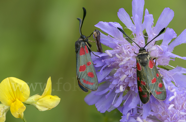 Esparsettenwidderchen (Zygaena carniolica)