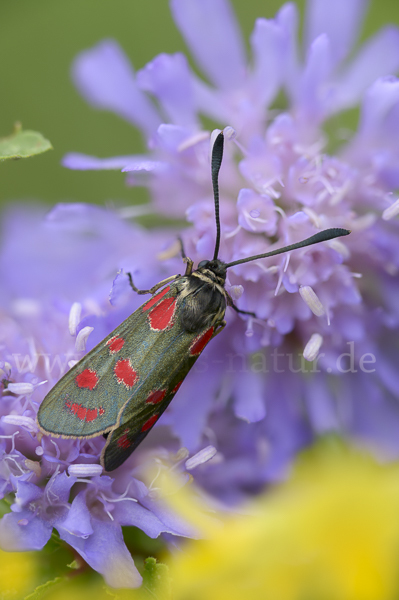 Esparsettenwidderchen (Zygaena carniolica)