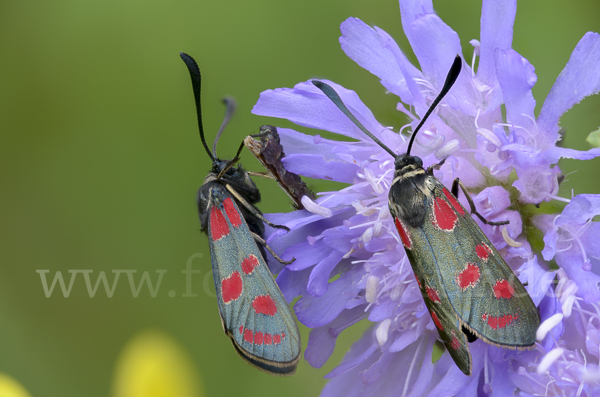 Esparsettenwidderchen (Zygaena carniolica)