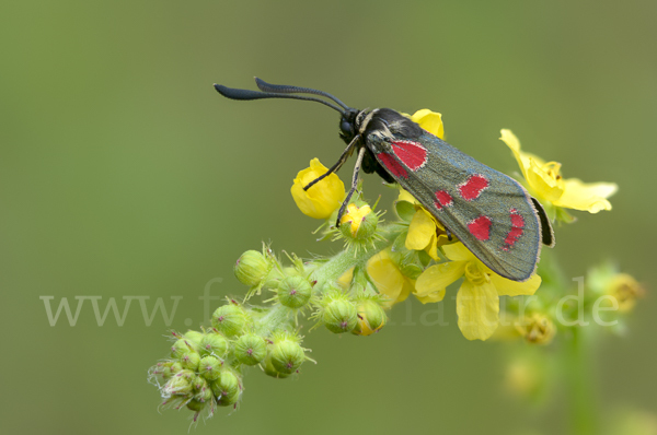 Esparsettenwidderchen (Zygaena carniolica)