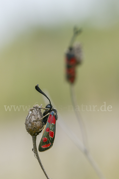 Esparsettenwidderchen (Zygaena carniolica)