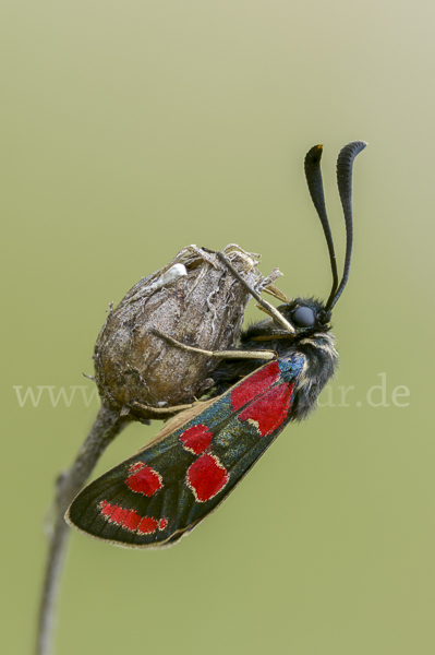 Esparsettenwidderchen (Zygaena carniolica)