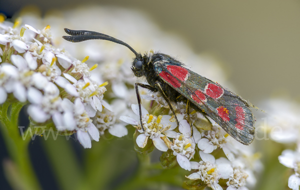 Esparsettenwidderchen (Zygaena carniolica)