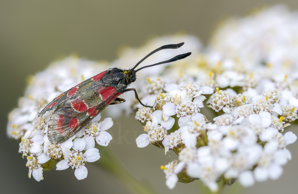 Esparsettenwidderchen (Zygaena carniolica)