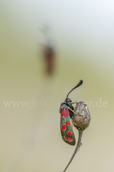 Esparsettenwidderchen (Zygaena carniolica)