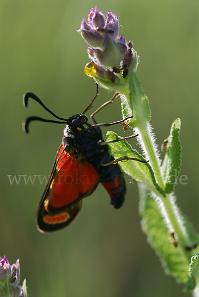 Esparsettenwidderchen (Zygaena carniolica)