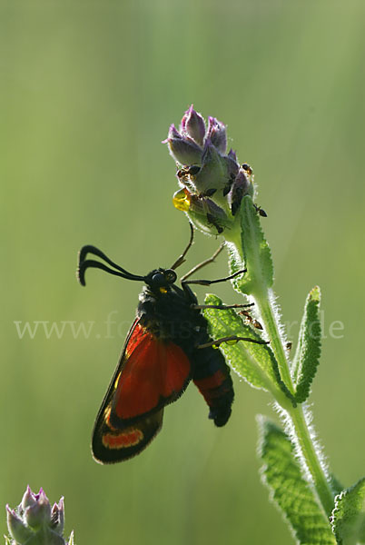 Esparsettenwidderchen (Zygaena carniolica)