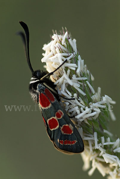 Esparsettenwidderchen (Zygaena carniolica)