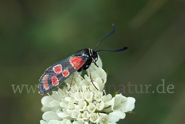 Esparsettenwidderchen (Zygaena carniolica)