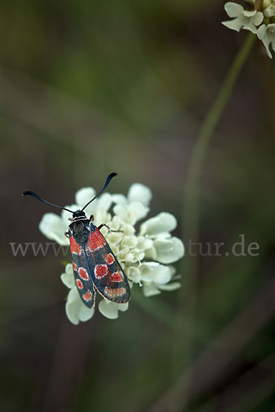 Esparsettenwidderchen (Zygaena carniolica)