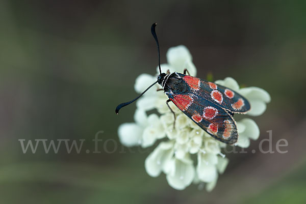 Esparsettenwidderchen (Zygaena carniolica)