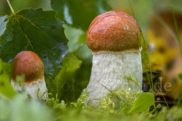 Espenrotkappe (Leccinum aurantiacum)