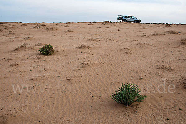 Euphorbia paralias (Strand-Wolfsmilch)