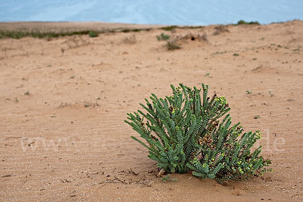 Euphorbia paralias (Strand-Wolfsmilch)