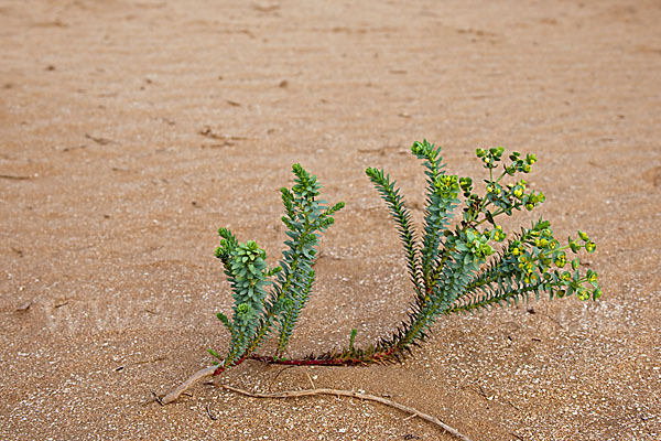 Euphorbia paralias (Strand-Wolfsmilch)